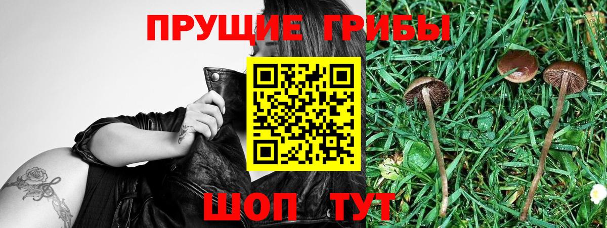 Галлюциногенные грибы Psilocybine cubensis  Вход с VPN  Ефремов 
